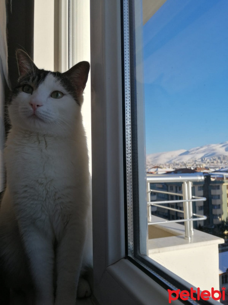 Tekir Kedi, Kedi  Odin fotoğrafı