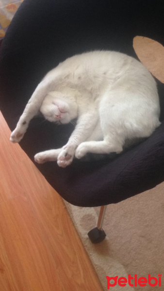 Tekir Kedi, Kedi  Odin fotoğrafı