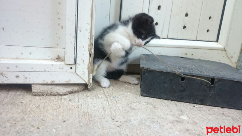 Tekir Kedi, Kedi  Odin fotoğrafı