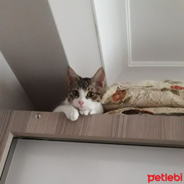 Tekir Kedi, Kedi  Mila ve Şila fotoğrafı