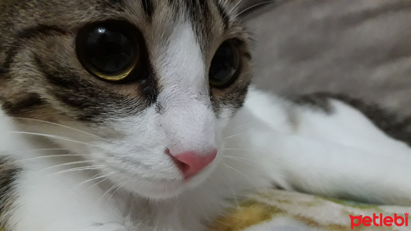 Tekir Kedi, Kedi  Mila ve Şila fotoğrafı
