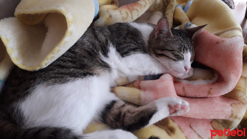 Tekir Kedi, Kedi  Mila ve Şila fotoğrafı