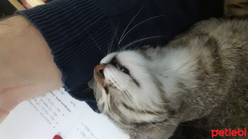 Tekir Kedi, Kedi  Mila ve Şila fotoğrafı
