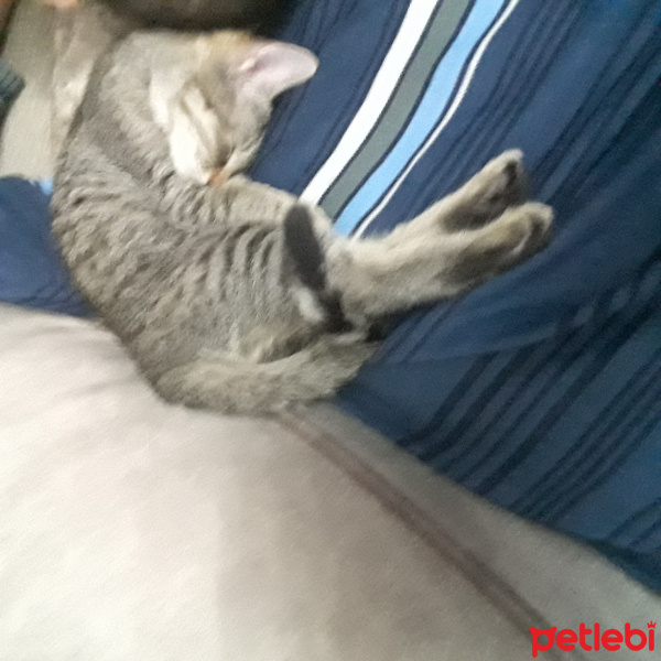 Tekir Kedi, Kedi  Mila ve Şila fotoğrafı