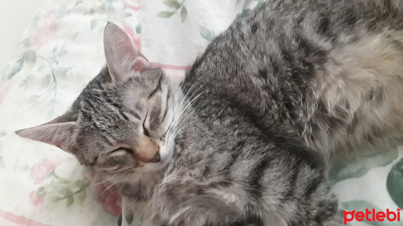 Tekir Kedi, Kedi  Mila ve Şila fotoğrafı