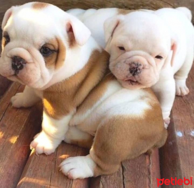 Akbaş, Köpek  Lilian fotoğrafı