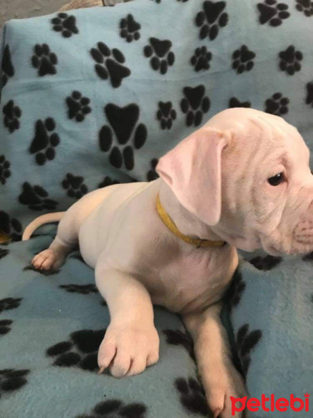Akbaş, Köpek  Katy fotoğrafı