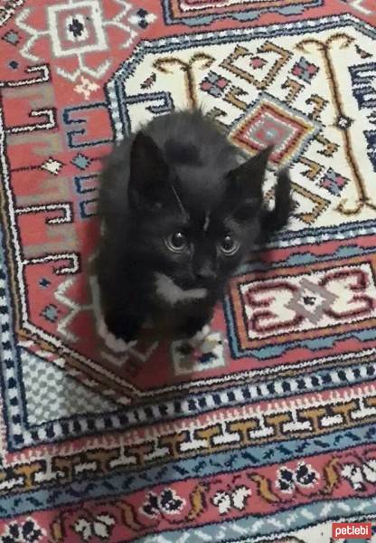 Tekir Kedi, Kedi  zeytin fotoğrafı