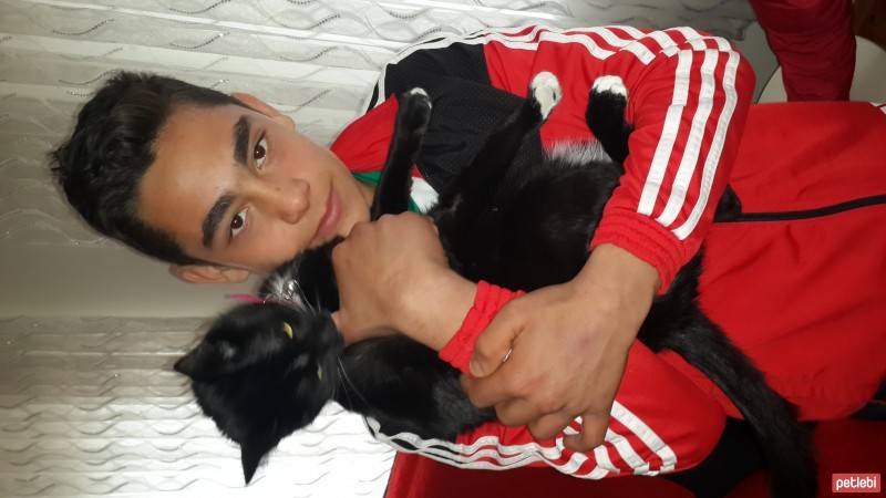 Tekir Kedi, Kedi  zeytin fotoğrafı