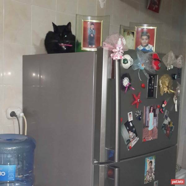 Tekir Kedi, Kedi  zeytin fotoğrafı