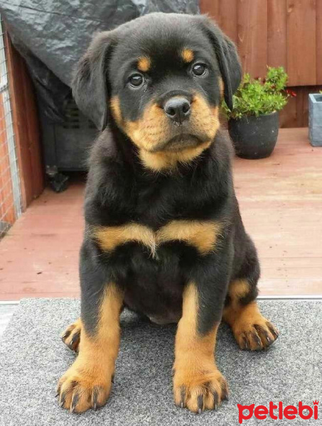 Akbaş, Köpek  Bili fotoğrafı