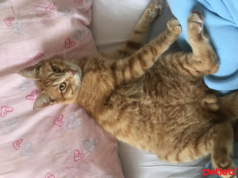 Sarman, Kedi  Karamel fotoğrafı