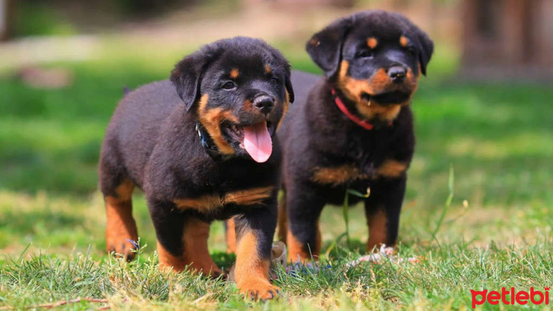 Akbaş, Köpek  Sussy and dian fotoğrafı
