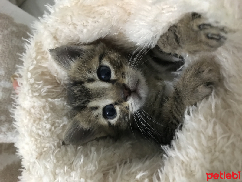 Tekir Kedi, Kedi  Cabbar fotoğrafı