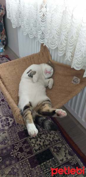 Tekir Kedi, Kedi  Boncuk fotoğrafı