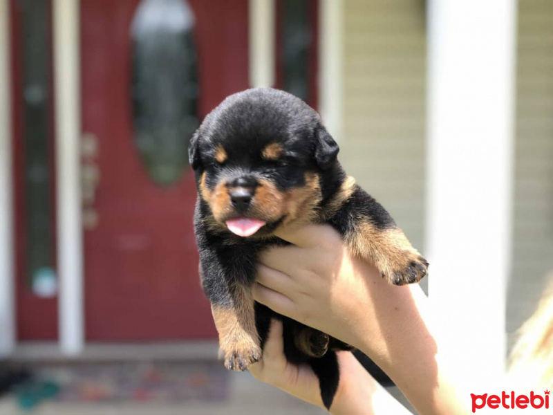 Akbaş, Köpek  Pepsi fotoğrafı
