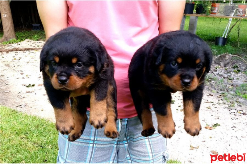 Akbaş, Köpek  Juan with jane fotoğrafı