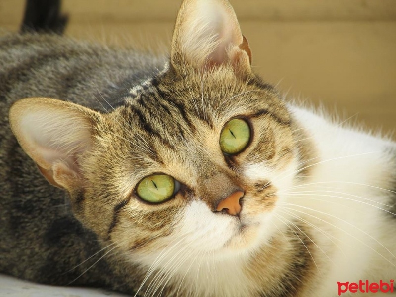 Tekir Kedi, Kedi  fındık fotoğrafı