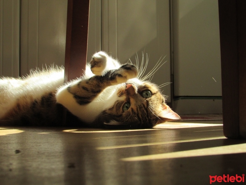 Tekir Kedi, Kedi  fındık fotoğrafı