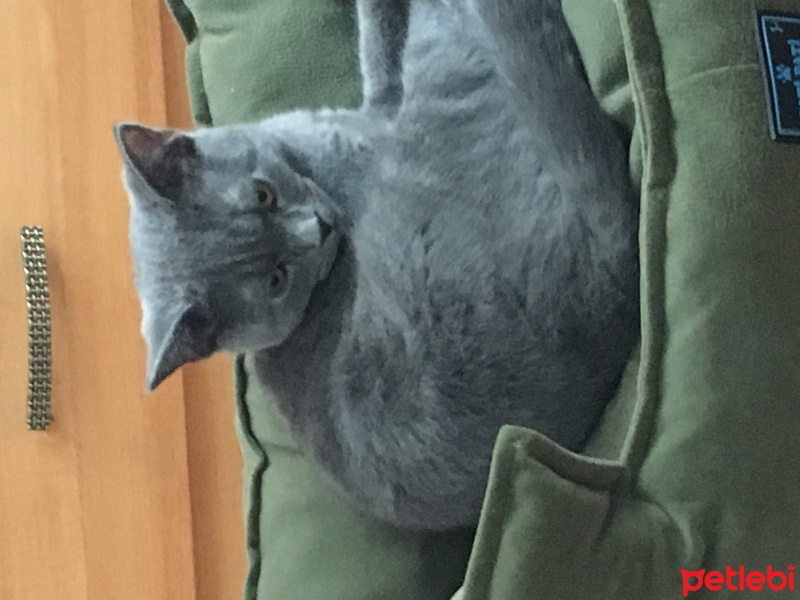 British Shorthair, Kedi  Era fotoğrafı