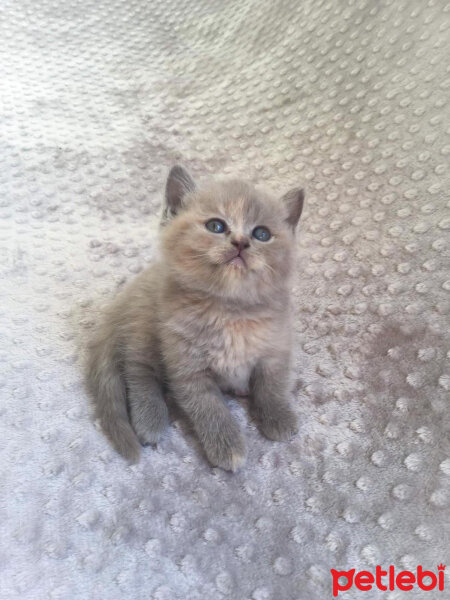 British Shorthair, Kedi  Çakıl ve Tarçın fotoğrafı