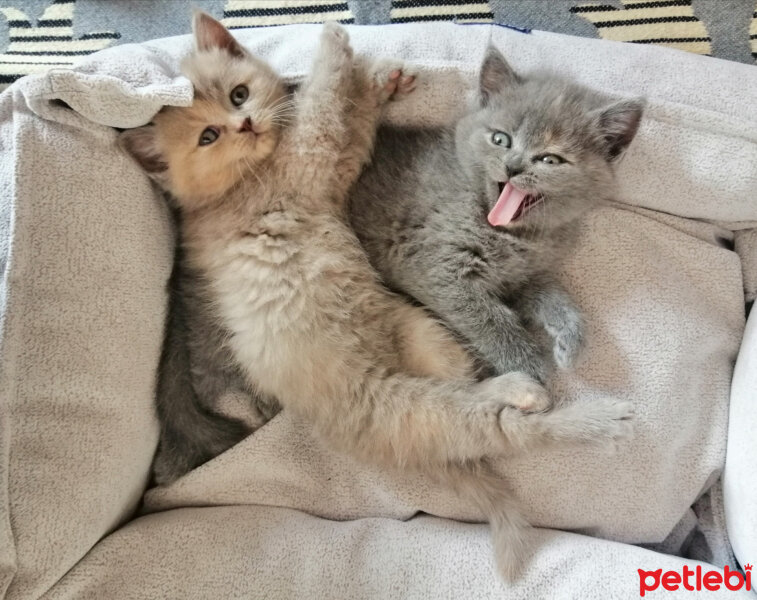 British Shorthair, Kedi  Çakıl ve Tarçın fotoğrafı