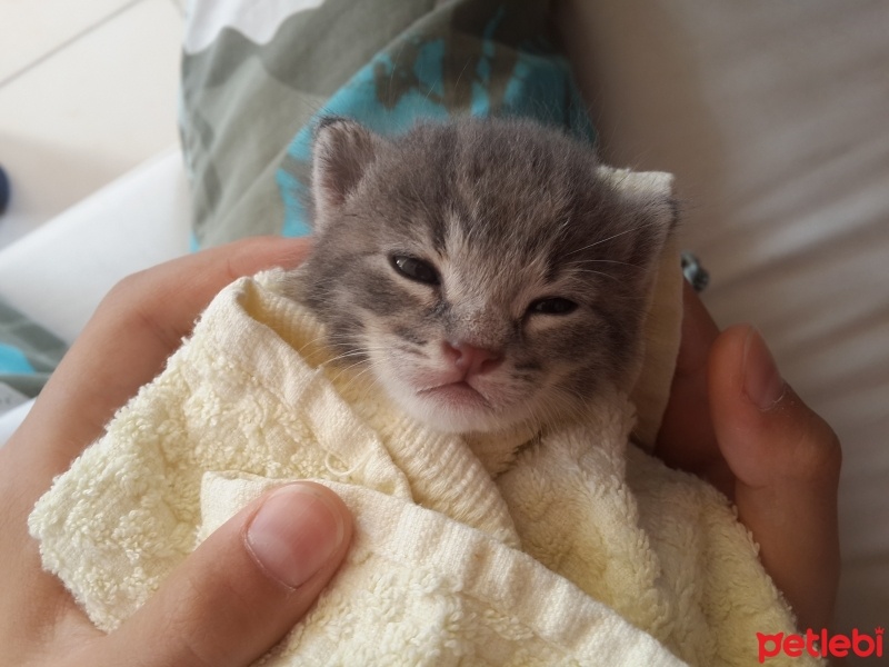 Soke, Kedi  Çakıl fotoğrafı