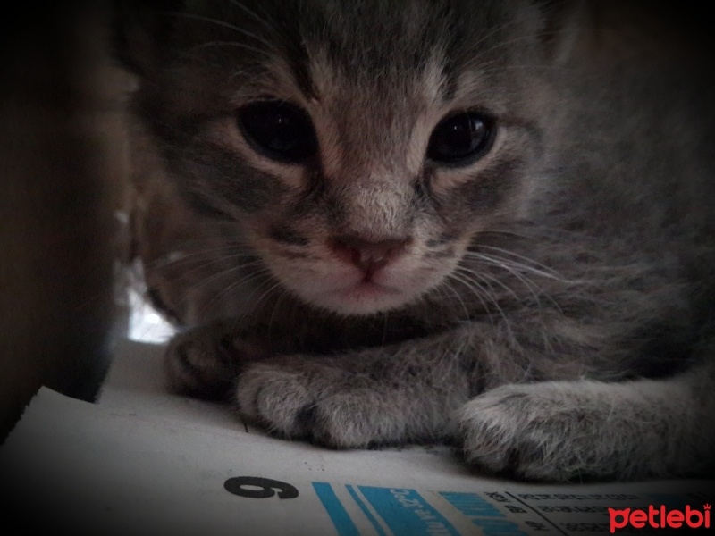 Soke, Kedi  Çakıl fotoğrafı