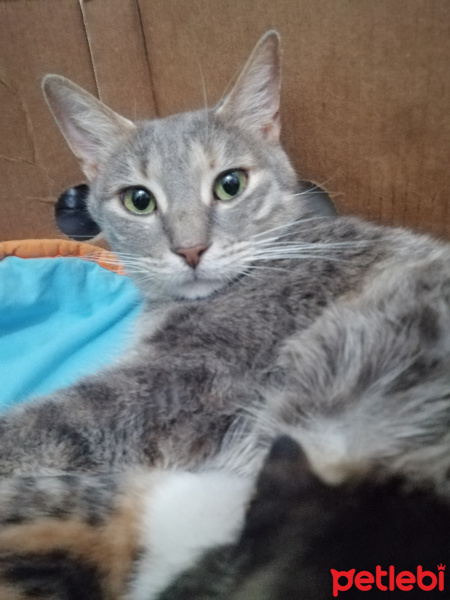 Tekir Kedi, Kedi  Balım fotoğrafı