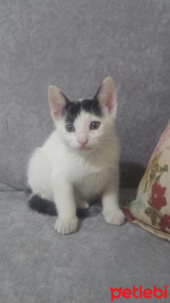 Tekir Kedi, Kedi  Pamuk fotoğrafı