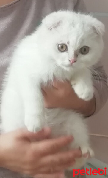 Scottish Fold, Kedi  Sakız fotoğrafı