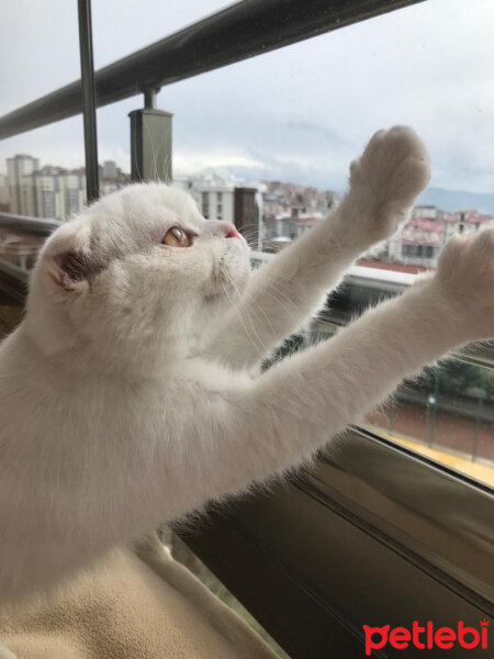 Scottish Fold, Kedi  Sakız fotoğrafı