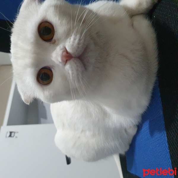 Scottish Fold, Kedi  Atlas fotoğrafı