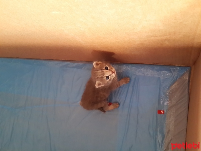 Soke, Kedi  Çakıl fotoğrafı
