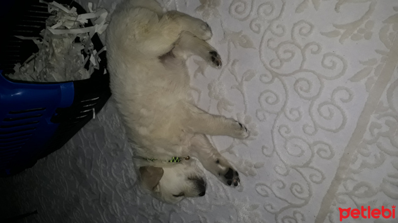 Golden Retriever, Köpek  Pamuk fotoğrafı