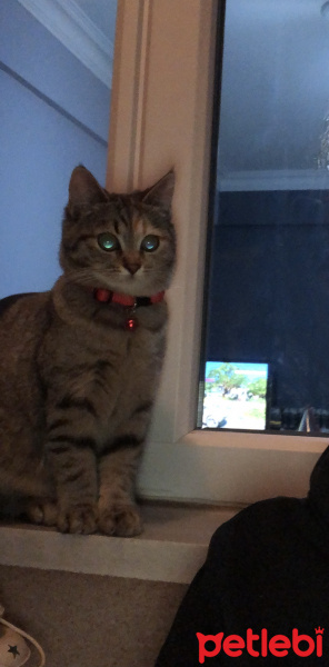 British Shorthair, Kedi  MiA fotoğrafı