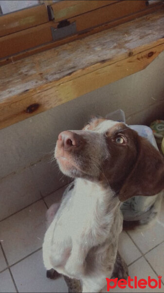 Pointer, Köpek  Lucky fotoğrafı