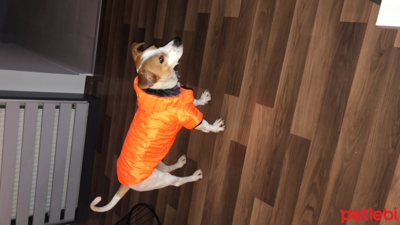 Jack Russell Terrier, Köpek  Buddy fotoğrafı