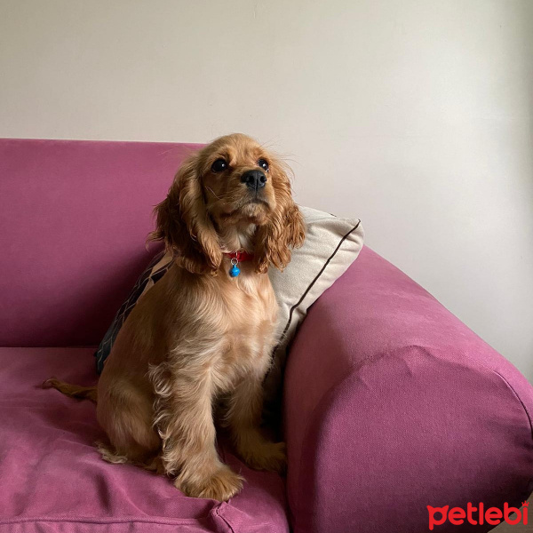 Amerikan Cocker Spaniel, Köpek  MİLA fotoğrafı