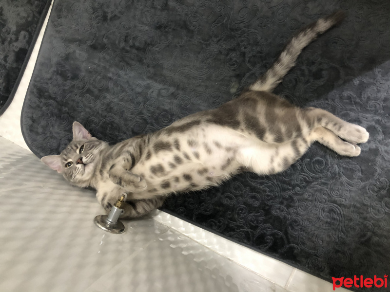 Bengal, Kedi  Duman fotoğrafı