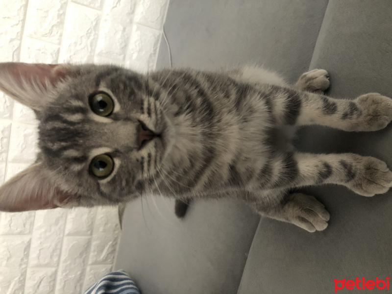 Bengal, Kedi  Duman fotoğrafı
