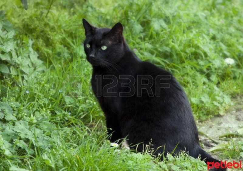 Ankara Kedisi, Kedi  küçük fotoğrafı