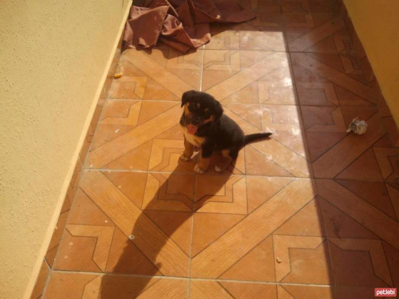 Rottweiler, Köpek  bia fotoğrafı