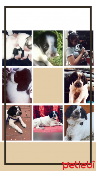 Sokö (Sokak Köpeği), Köpek  Daisy fotoğrafı