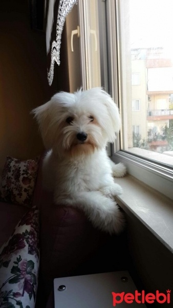 Maltese, Köpek  juju fotoğrafı