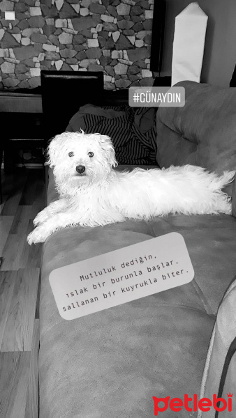 Maltese, Köpek  VENÜS fotoğrafı