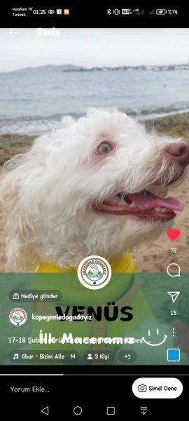 Maltese, Köpek  VENÜS fotoğrafı