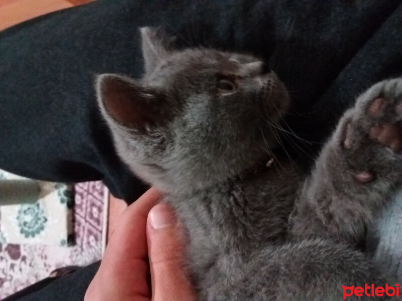 British Shorthair, Kedi  Dali fotoğrafı