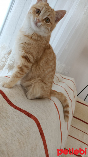 Sarman, Kedi  minnoş enkidu fotoğrafı
