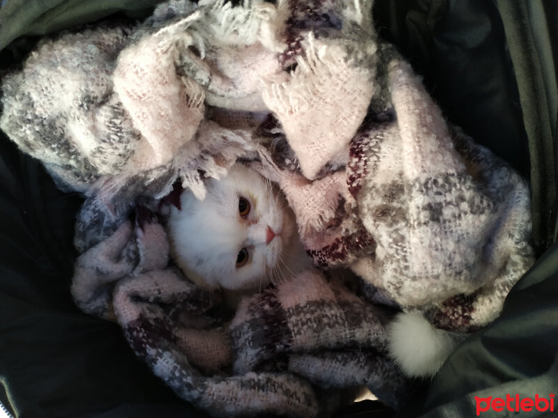 Scottish Fold, Kedi  Venüs fotoğrafı